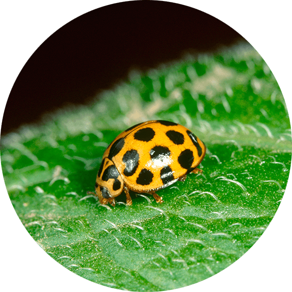 Harmonia conformis