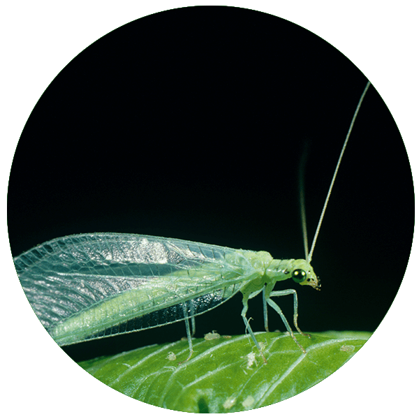 Mallada-signata-green-lacewing